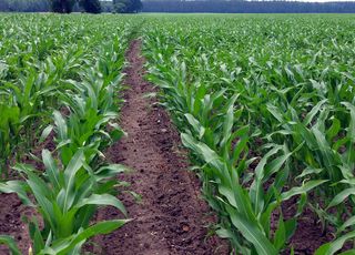 Внекорневая подкормка кукурузы