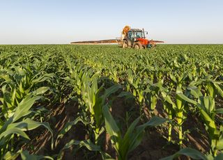 Подкормка кукурузы. Что должно содержать удобрение для кукурузы?