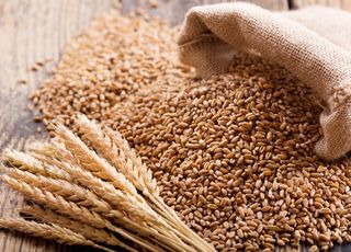 Удобрение для пшеницы: какое выбрать?
